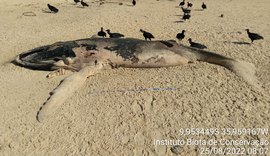 Vídeo: Baleia-Jubarte encalha sem vida em Jequiá da Praia, Litoral Sul de Alagoas