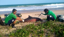 Biota registra mais de 600 encalhes de animais marinhos