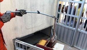 Jiboia é encontrada por populares dentro de condomínio em Maragogi