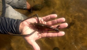 Fiscalização apreende 11 mil peixes e camarões em ação no Rio São Francisco