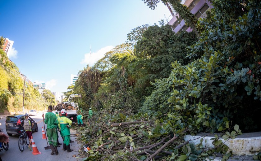 Alurb aumenta em 50% ações de poda e supressão de árvores no período chuvoso