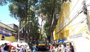 Prefeitura faz operação para supressão de árvores no Centro de Maceió