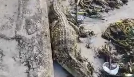 Jacaré é capturado na faixa de areia da Praia de Ponta Verde