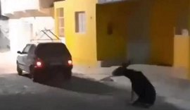 Motorista da prefeitura de Pariconha suspeito de arrastar jegue se apresenta à polícia