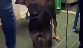 Homem suspeito de estuprar cachorro é preso por zoofilia em Maceió