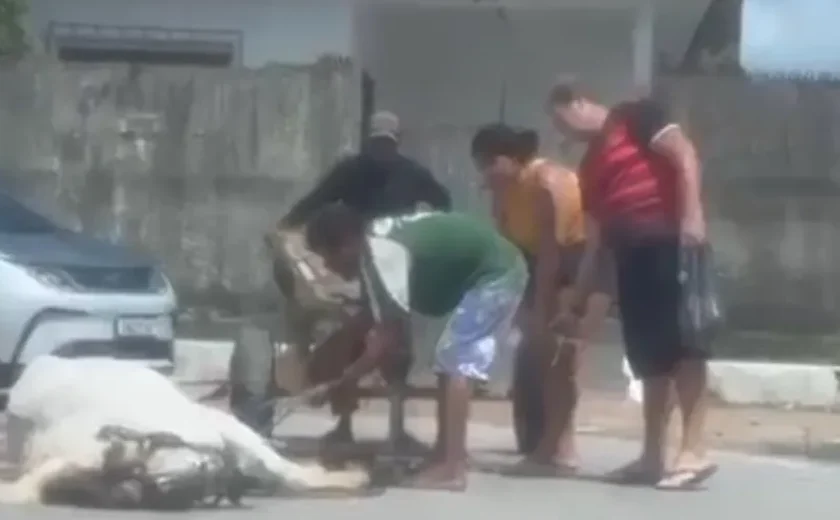 Polícia Civil identifica agressor de cavalo e apreende animais após denúncia em Maceió