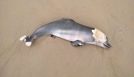 Filhote de Golfinho é encontrado morto na Praia do Francês