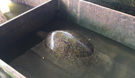 Tartaruga-verde é encontrada viva por pescadores na lagoa Manguaba