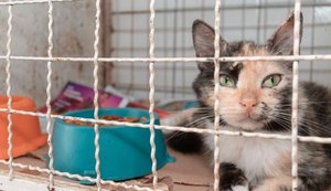 Unidade de Vigilância de Zoonoses dedica cuidados a animais resgatados