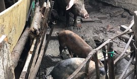 Ação de fiscalização combate pocilgas clandestinas em Maceió