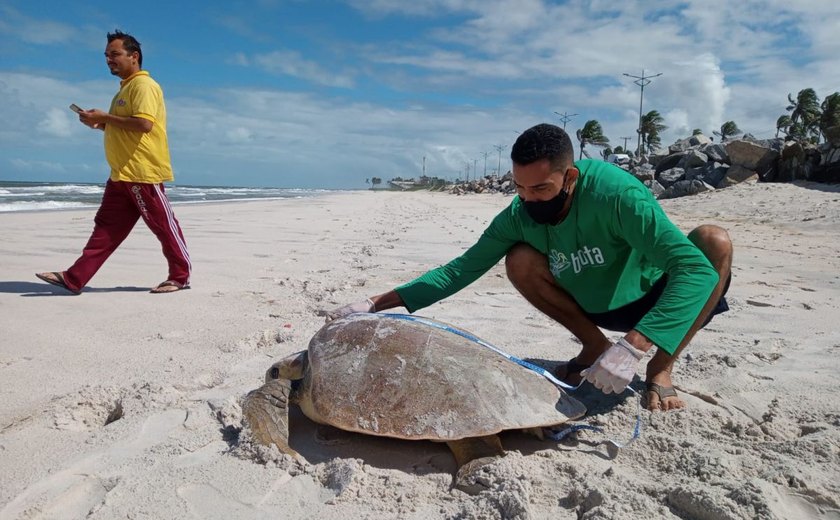 Biota demarca área de desova de tartaruga da espécie cabeçuda