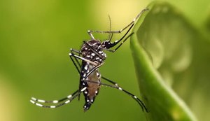'Alagoas pode ter surto de dengue'