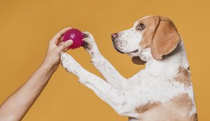 Brinquedos para pets: diversão e cuidados