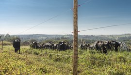 Alagoas: destaque na pecuária nordestina com inovação e tradição para elevar produtividade