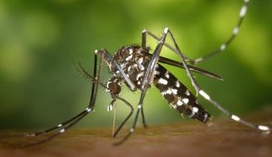 Começa hoje Semana Nacional de Combate ao Aedes aegypti