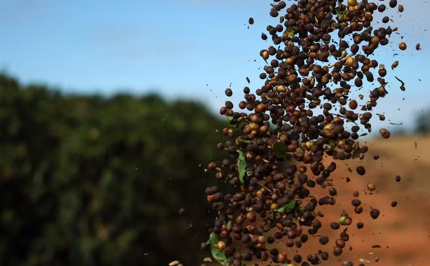 China libera 183 empresas do Brasil para exportar café após tarifaço dos EUA