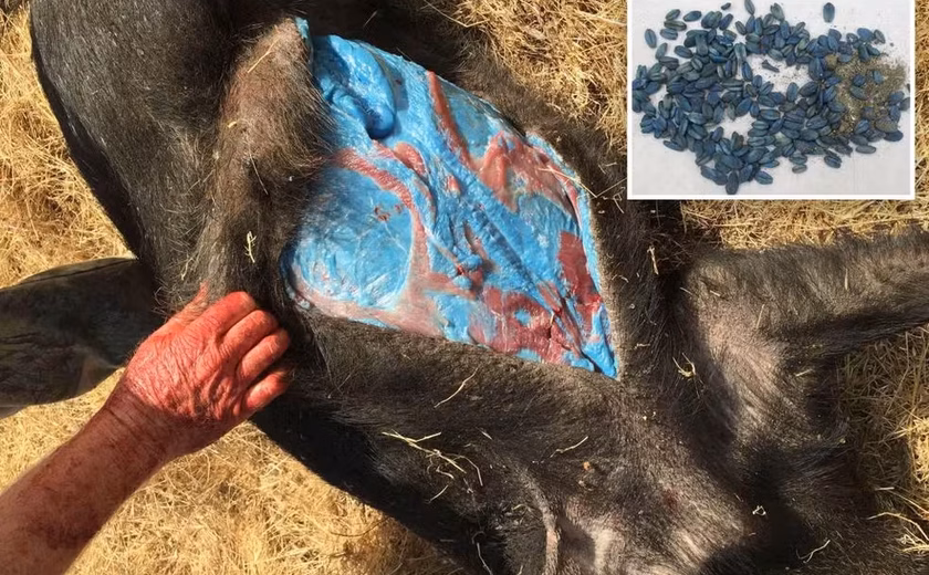 Javaporcos com carne azul neon revelam perigo oculto na Califórnia