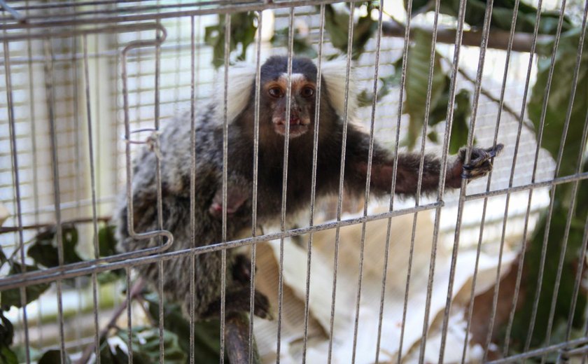 Número de saguis eletrocutados encaminhados ao Cetas dobra