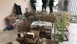 Polícia apreende mais de cem pássaros silvestres em residência no Tabuleiro