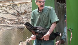 Ave extinta na natureza retorna para as matas de Alagoas