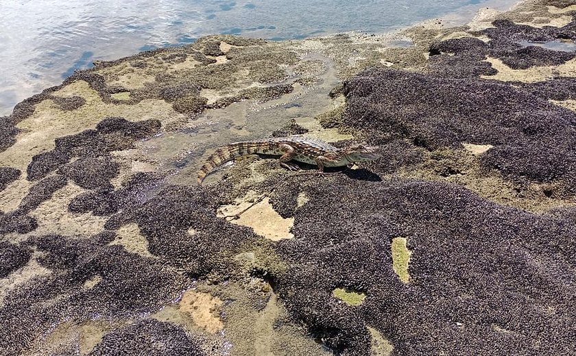 Jacaré é encontrado 'nadando' tranquilamente em arrecifes de corais na Praia do Saco