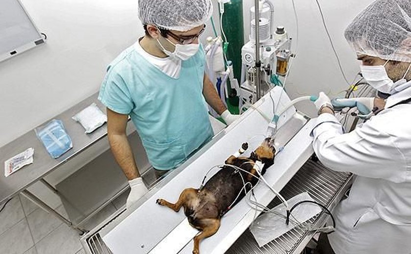 Justiça condena clínicas veterinárias a indenização por danos morais e materiais