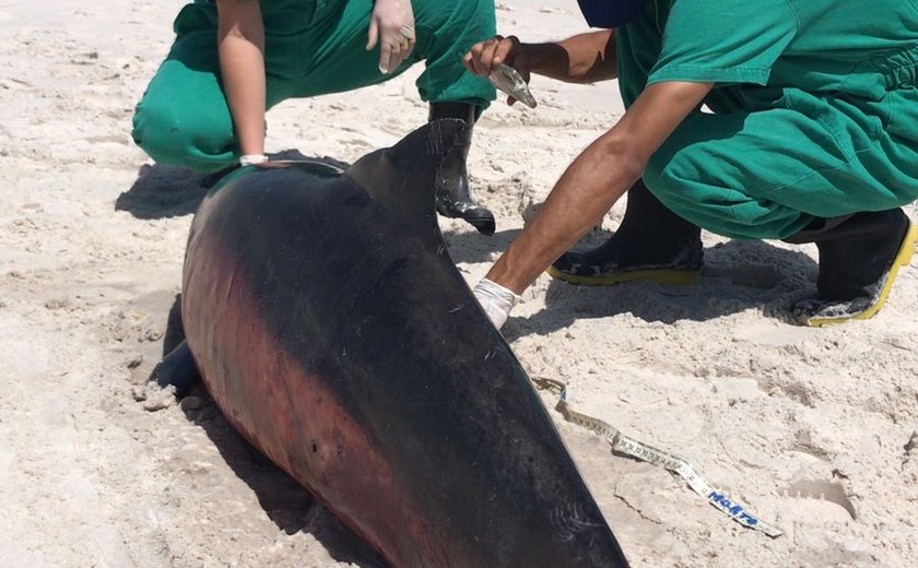 Cinco golfinhos encalham no litoral alagoano em nove dias