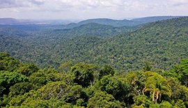 População de Manaus avalia que floresta em pé contribui para economia