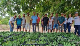 Codevasf e Incra incluem assentamentos de Alagoas em projeto de palma forrageira resistente à cochonilha