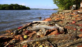 Mais de 1 tonelada de peixes mortos na Lagoa Mundaú
