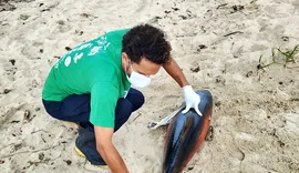 Golfinho é encontrado morto na Praia de Peroba, em Maragogi
