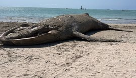 Baleia jubarte é encontrada encalhada sem vida na Praia de Ponta Verde