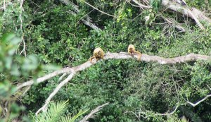 IMA registra espécie de macaco ameaçada de extinção em unidade de conservação