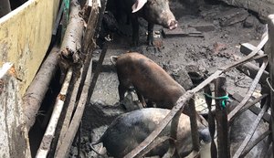 Ação de fiscalização combate pocilgas clandestinas em Maceió