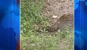 Cobra jiboia chama a atenção de frequentadores do Bosque das Arapiracas