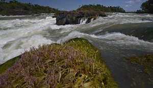Brasil é o país que mais altera leis que deveriam proteger a Amazônia, diz estudo