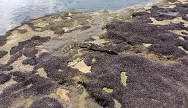 Jacaré é encontrado 'nadando' tranquilamente em arrecifes de corais na Praia do Saco