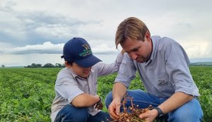 Avanço do amendoim: produtores investem na cultura e garantem alta valorização do mercado