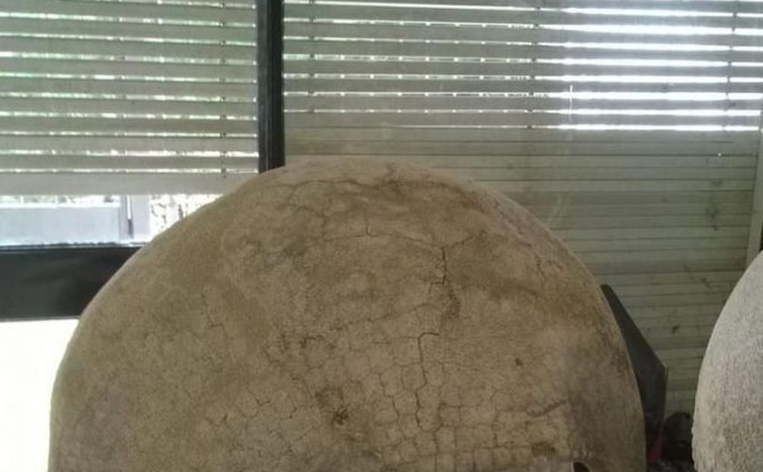 Carapaça de tatu gigante pré-histórico é localizada no Uruguai