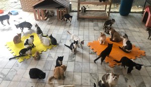 Adolescente de 16 anos realiza campanha para manter abrigo de proteção animal funcionando