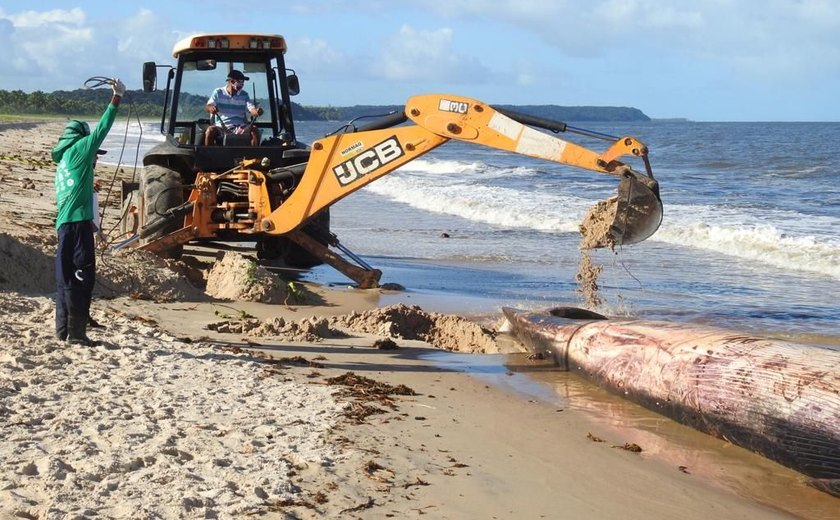 Baleia que encalhou na Barra de Santo Antônio será enterrada em praia