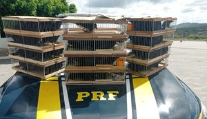 Homem é detido com 120 pássaros silvestres em Belo Jardim
