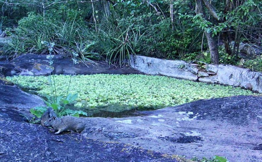 Refúgios Morros do Craunã e do Padre garantem a proteção da fauna silvestre em Alagoas