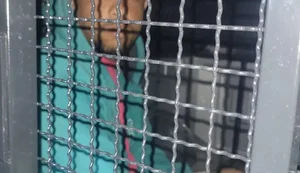 Tentativa de homicídio em loja de baterias foi motivada por vingança pessoal