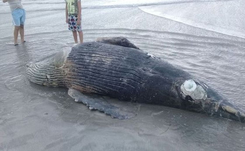 Mais uma baleia jubarte é encontrada morta na praia da Pajuçara