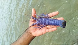 Pesquisador da Ufal dá detalhes sobre espécime capturado de lagosta azul