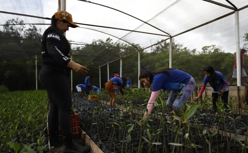 Parceria entre pesquisadores e comunidades protege mangues na Amazônia