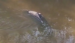 Veículo sai da pista, capota e fica submerso em rio em Tabuba