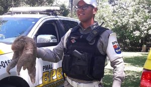Bicho-preguiça é resgatado em rodovia no Litoral Norte