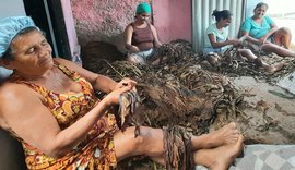 Em Arapiraca, mulheres elevam renda familiar com destalação de fumo